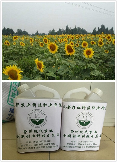 葵花籽油.jpg